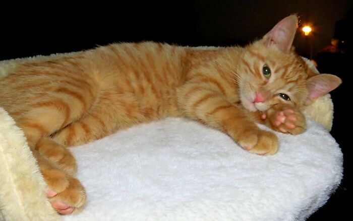 My Beautiful Cat When He Was A Baby❤❤❤❤❤