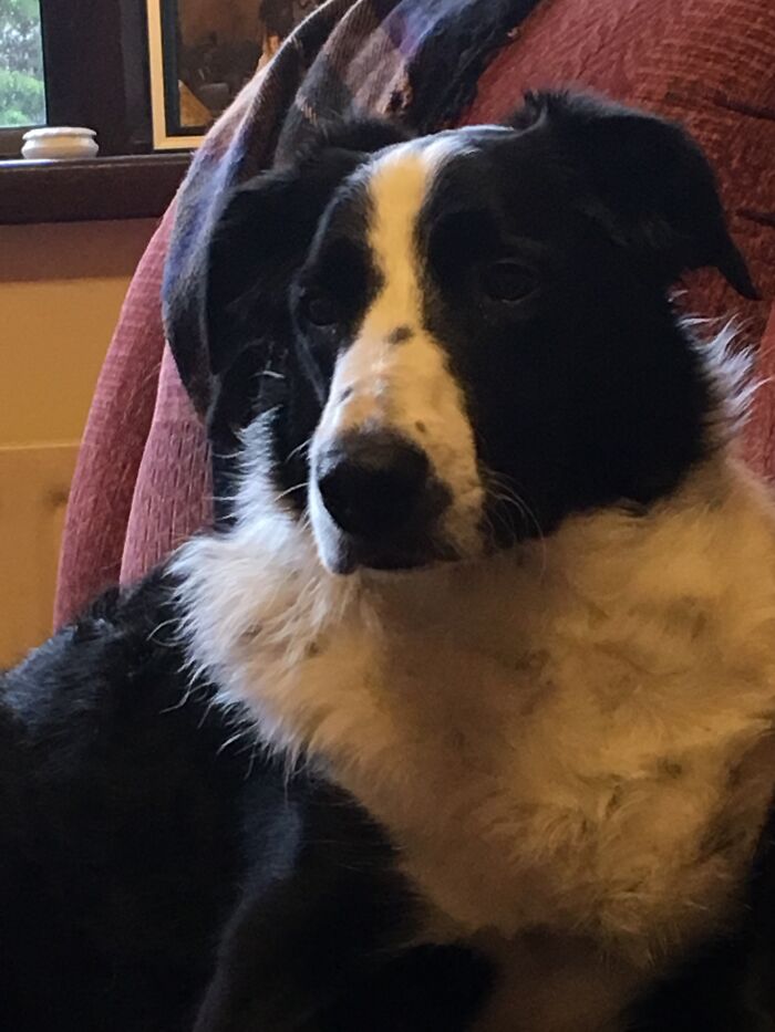 My Dog Shilo In A Quiet Thoughtful Mood