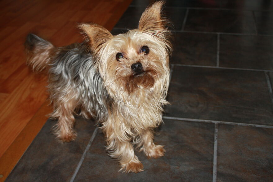 Some Cool Photos I Took Of My Dog, Luna In Quarantine.