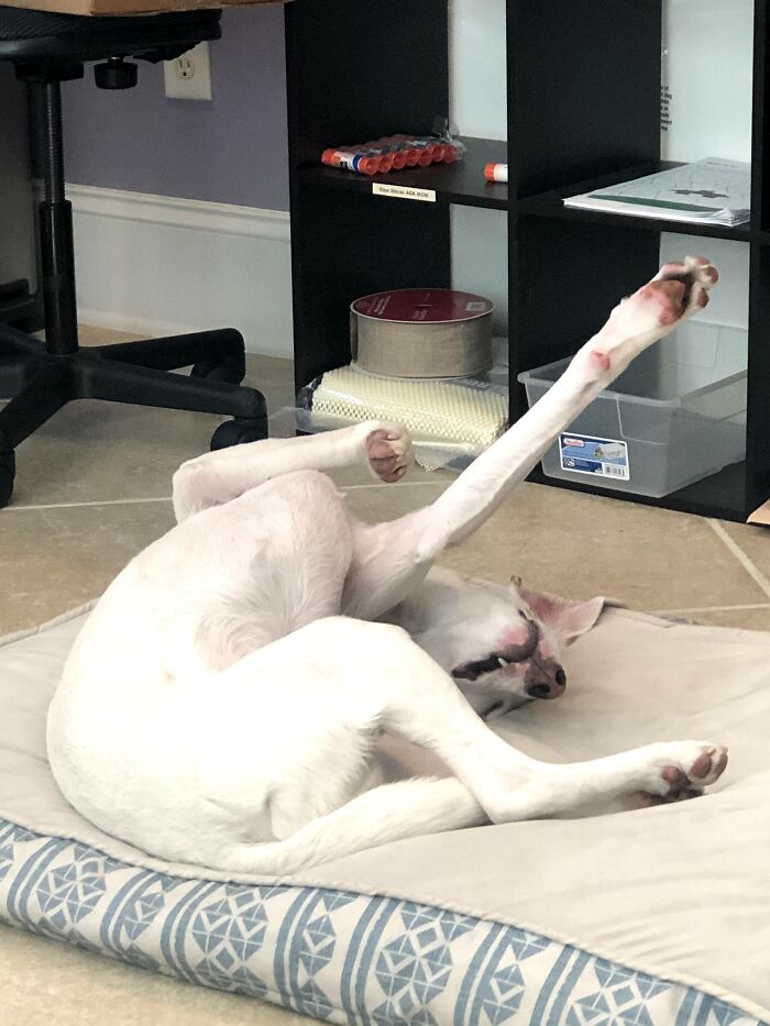 My Deaf Dog Can Sleep In Any Position.