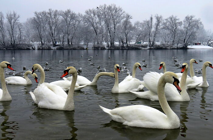 Swan Lake
