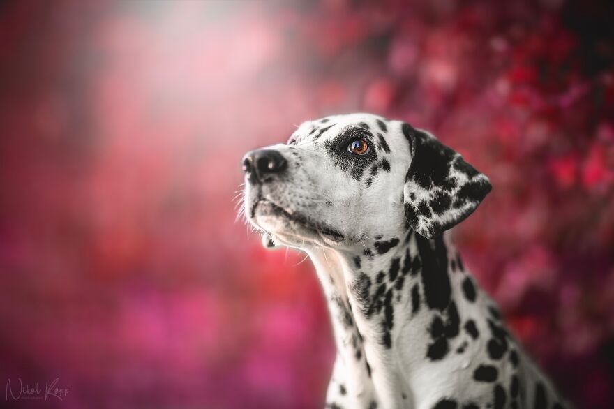 My Flower Power Dog Photos (10 Pics)