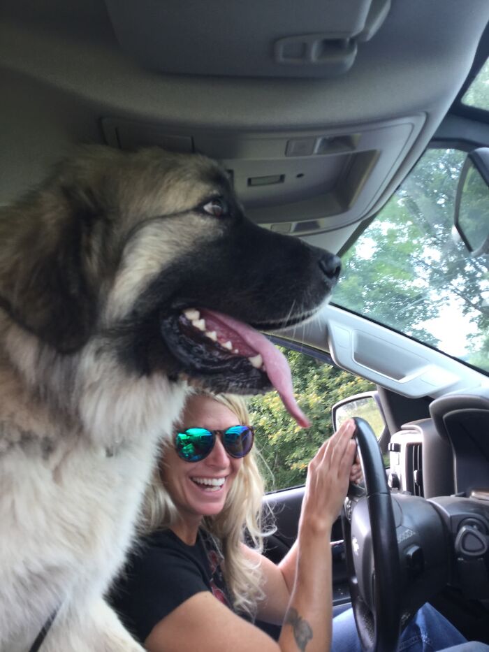 My Dog Bear. He Lives Up To His Name Being A Mix Of Anatolian Shepherd And Great Pyrenees