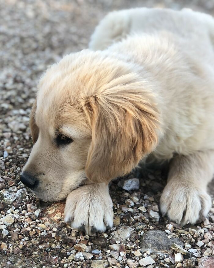 Jacob My Golden Retriever Puppy