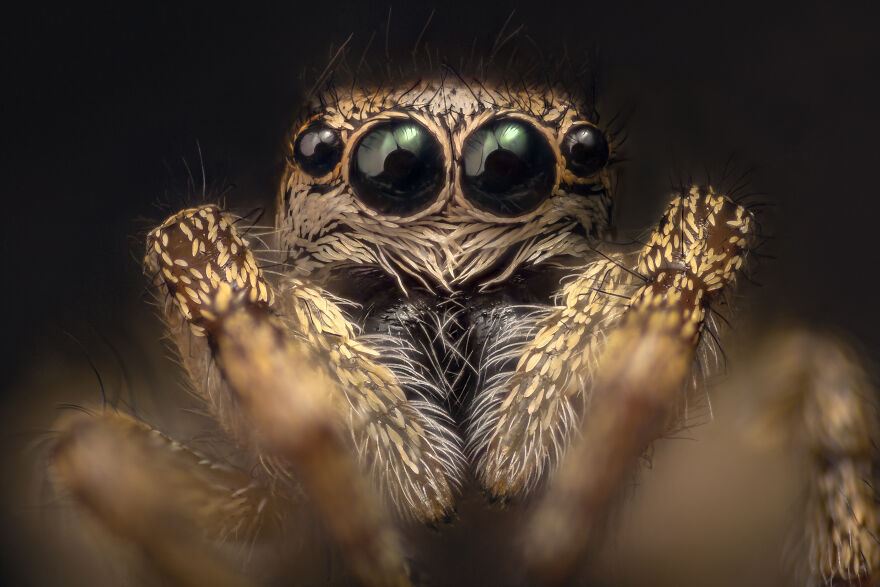 Jumping Spider