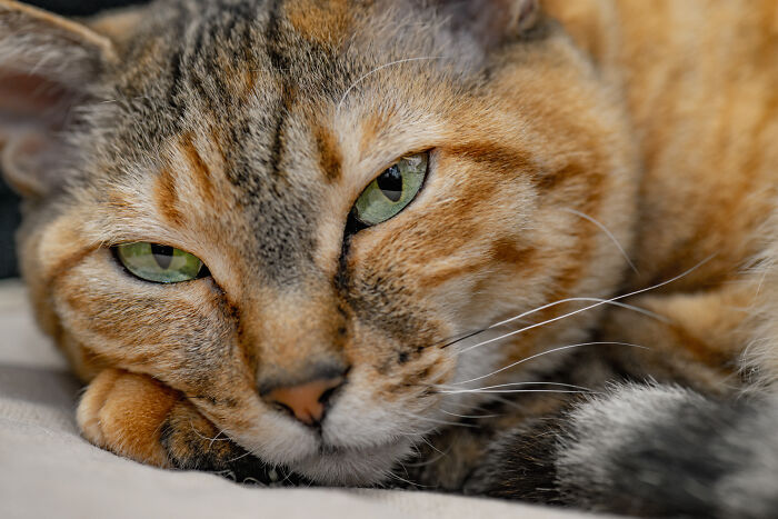 Kanoko. Rescued At About 1 Year Old. The House Snuggle-Bunny Now.