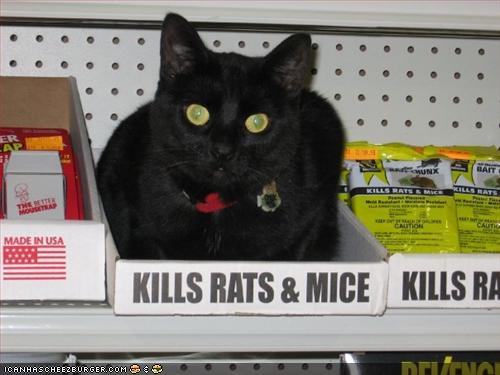 Kills-Rats-and-Mice-60665fd2a1107.jpg
