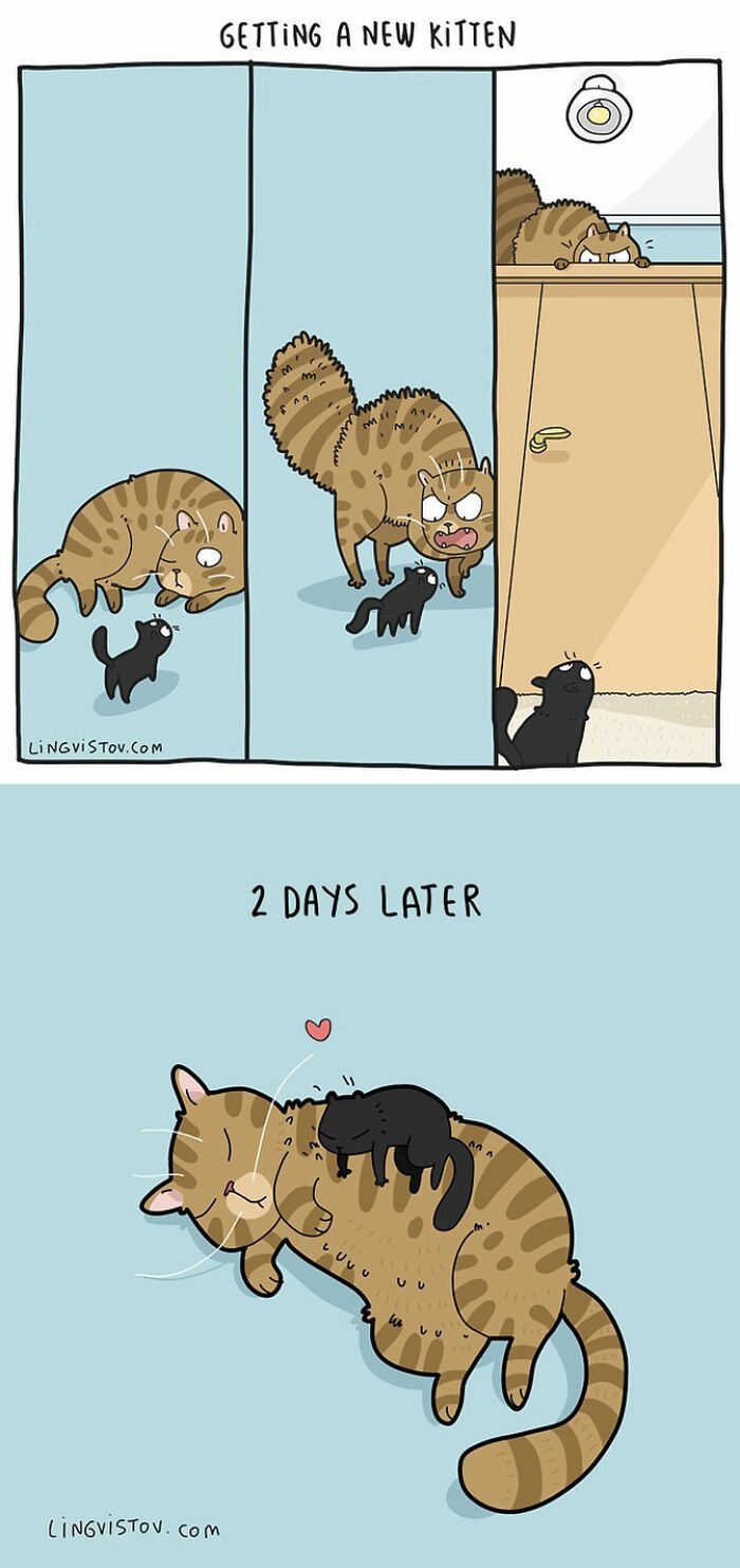 Lingvistov Comics Shows What It's Like To Live With A Cat Daily (New Pics)