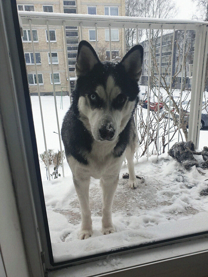 Loki Enjoying The Snow In The Balcony. Also Rip Blanket