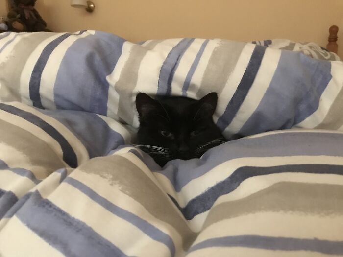 Lollie, Snuggled Up Under The Duvet In Bed.