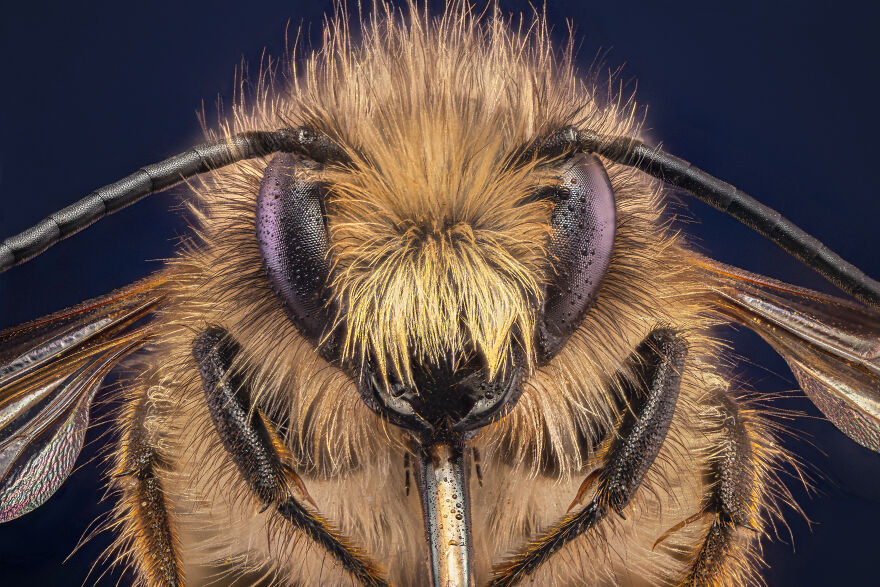 Mason Bee