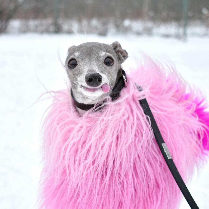 Meet Tika The Iggy, The Biggest Fashion Influencer Of The Moment