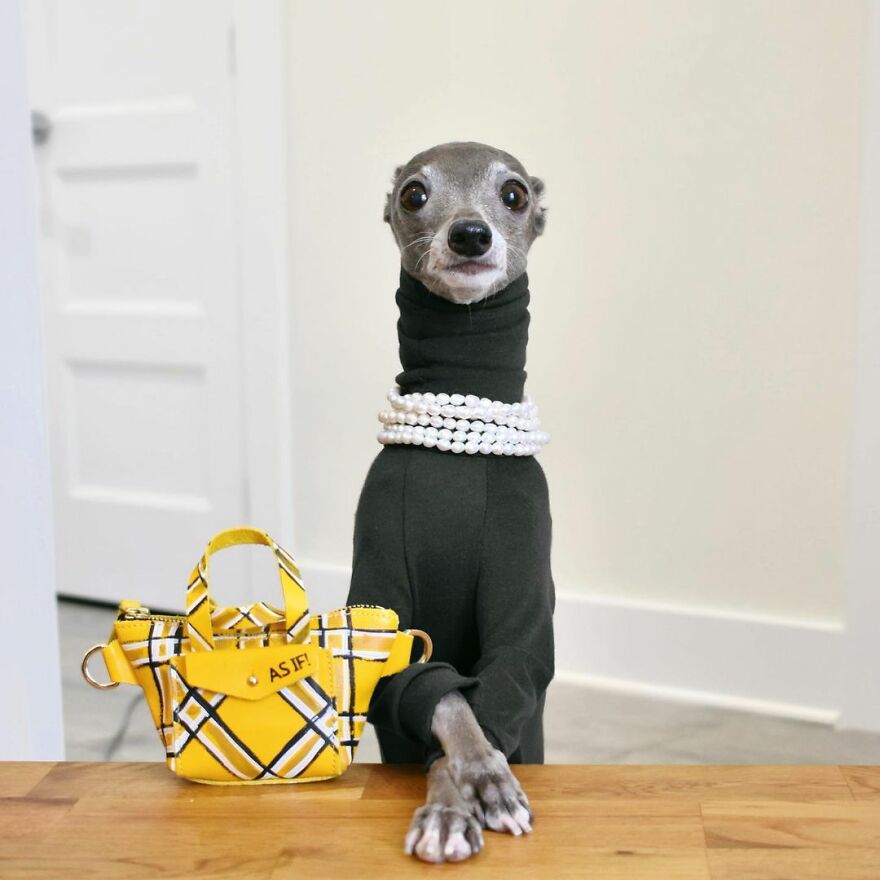 Meet Tika The Iggy, The Biggest Fashion Influencer Of The Moment