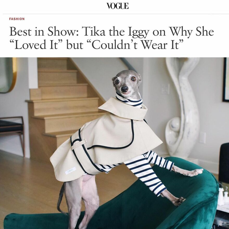 Meet Tika The Iggy, The Biggest Fashion Influencer Of The Moment