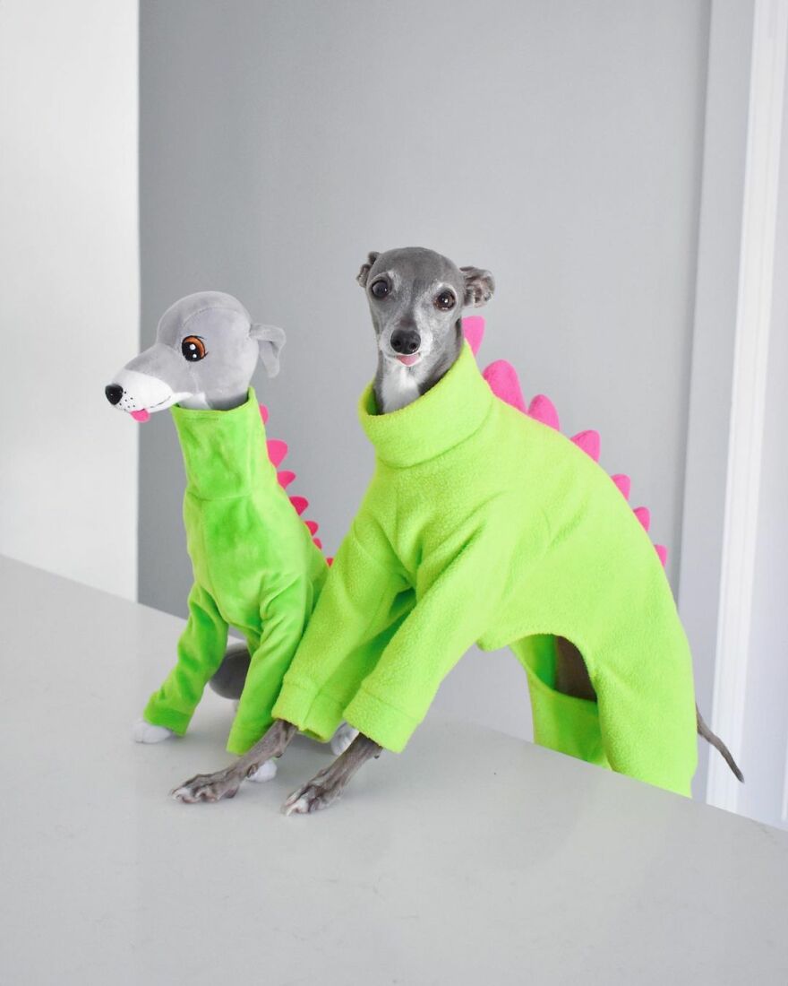 Meet Tika The Iggy, The Biggest Fashion Influencer Of The Moment