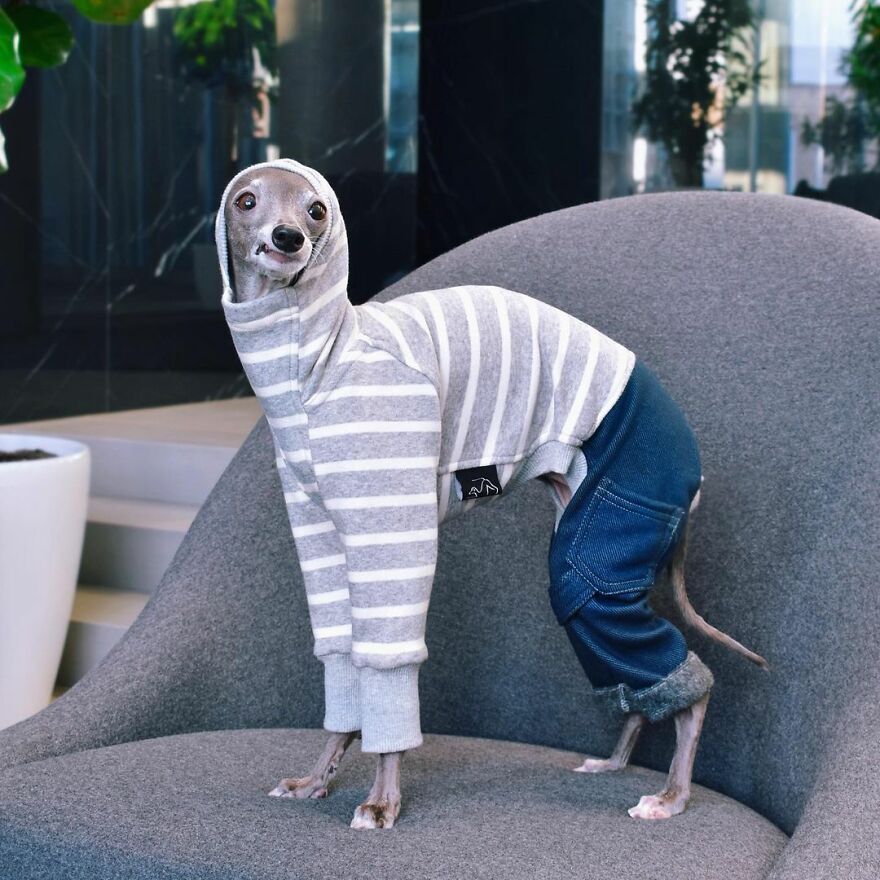 Meet Tika The Iggy, The Biggest Fashion Influencer Of The Moment