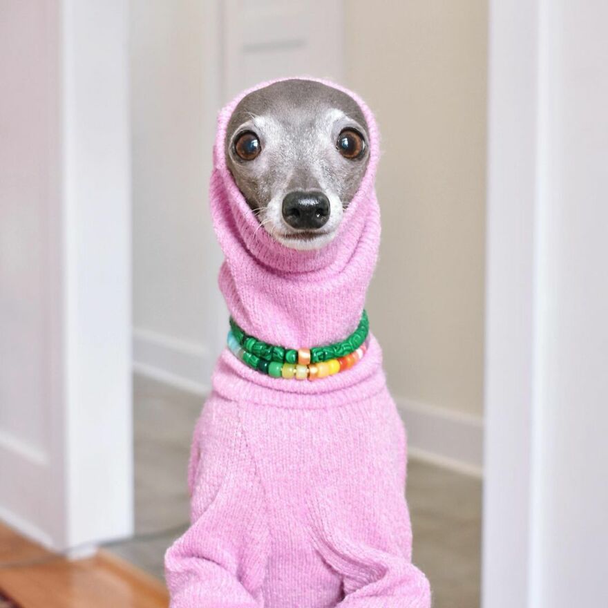 Meet Tika The Iggy, The Biggest Fashion Influencer Of The Moment