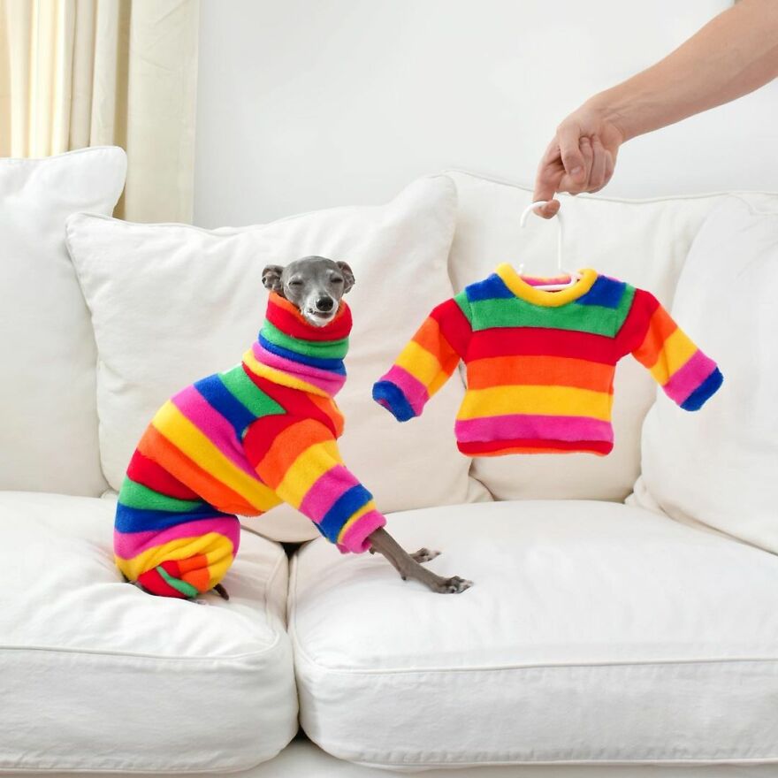 Meet Tika The Iggy, The Biggest Fashion Influencer Of The Moment