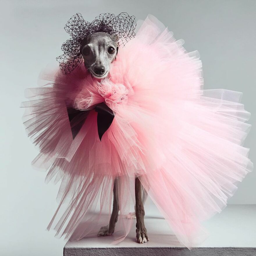 Meet Tika The Iggy, The Biggest Fashion Influencer Of The Moment