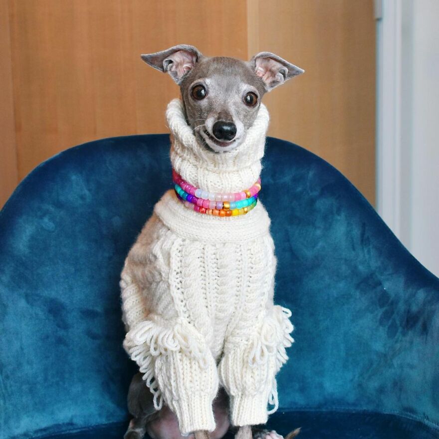 Meet Tika The Iggy, The Biggest Fashion Influencer Of The Moment