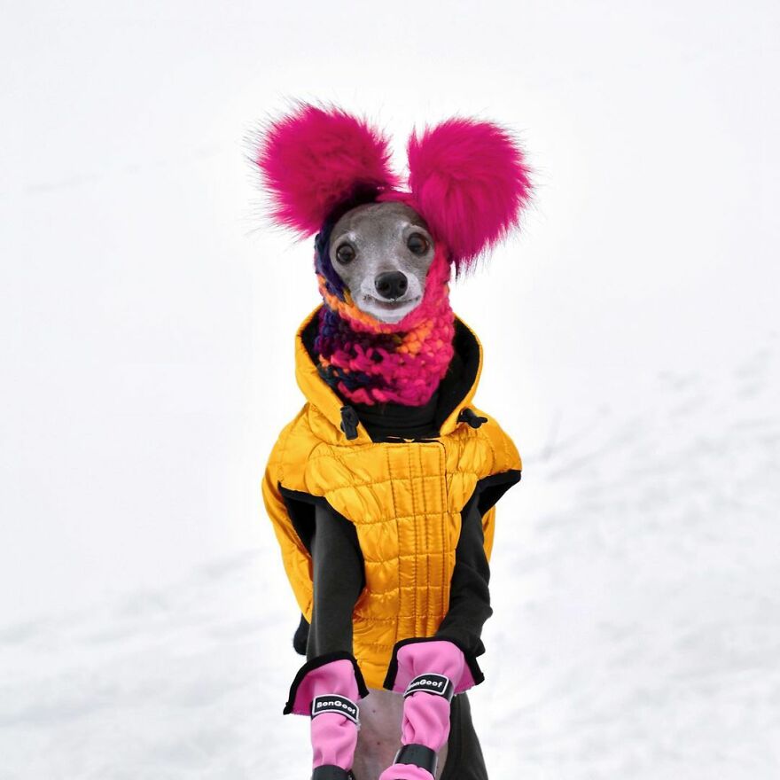 Meet Tika The Iggy, The Biggest Fashion Influencer Of The Moment