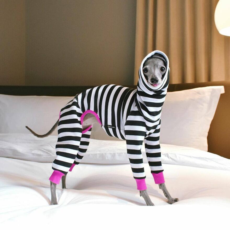 Meet Tika The Iggy, The Biggest Fashion Influencer Of The Moment