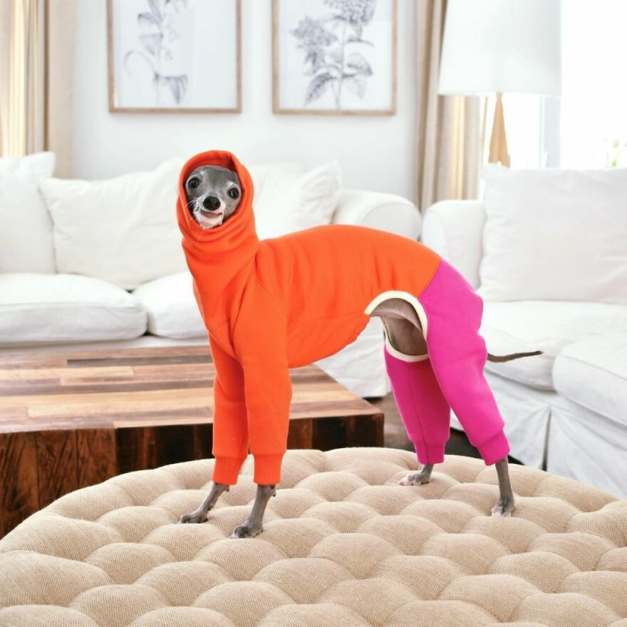 Meet Tika The Iggy, The Biggest Fashion Influencer Of The Moment