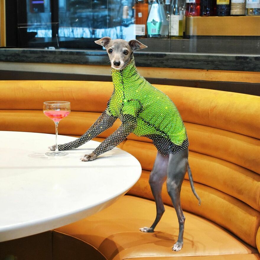 Meet Tika The Iggy, The Biggest Fashion Influencer Of The Moment