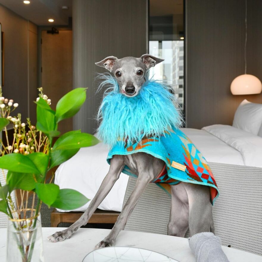 Meet Tika The Iggy, The Biggest Fashion Influencer Of The Moment