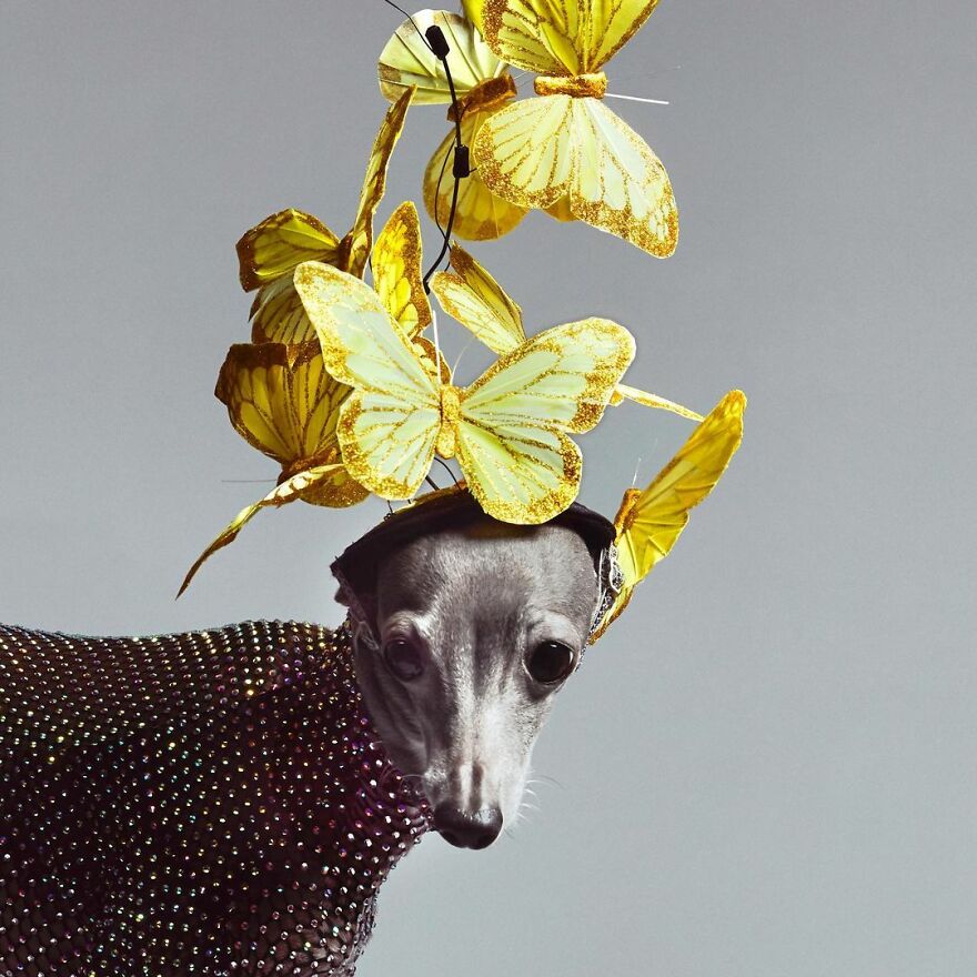 Meet Tika The Iggy, The Biggest Fashion Influencer Of The Moment