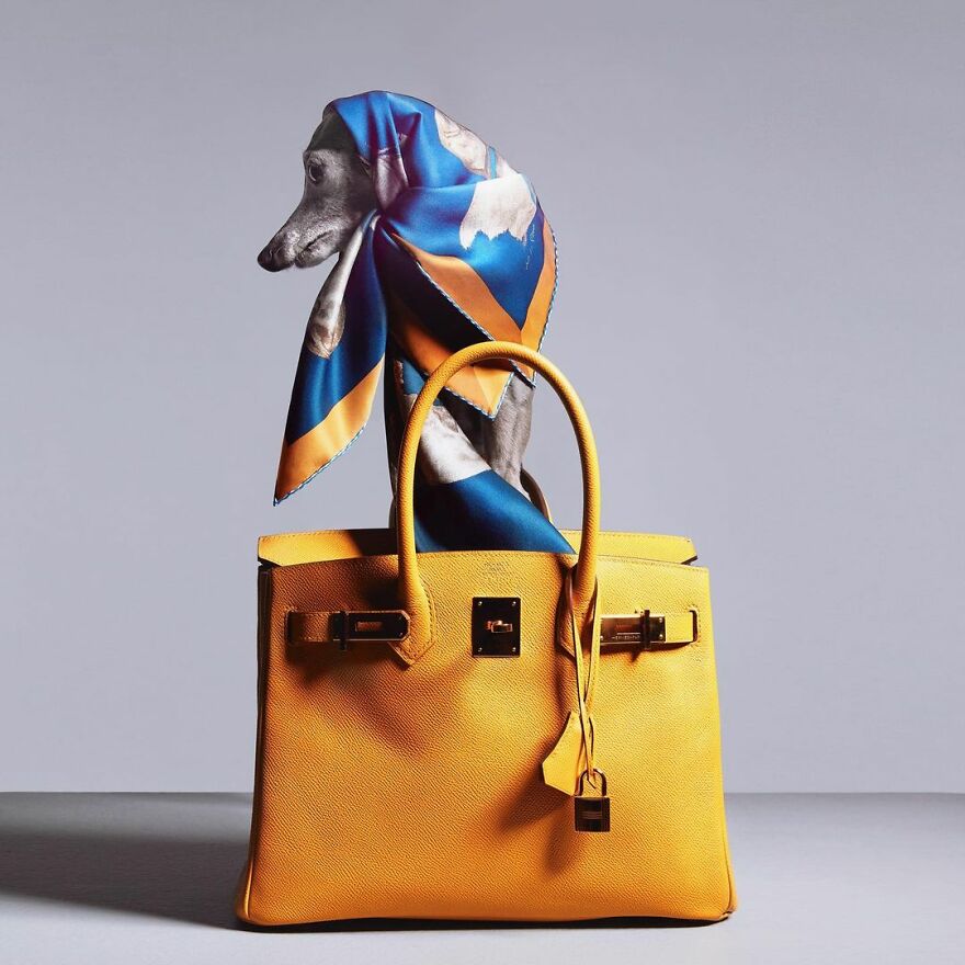 Meet Tika The Iggy, The Biggest Fashion Influencer Of The Moment