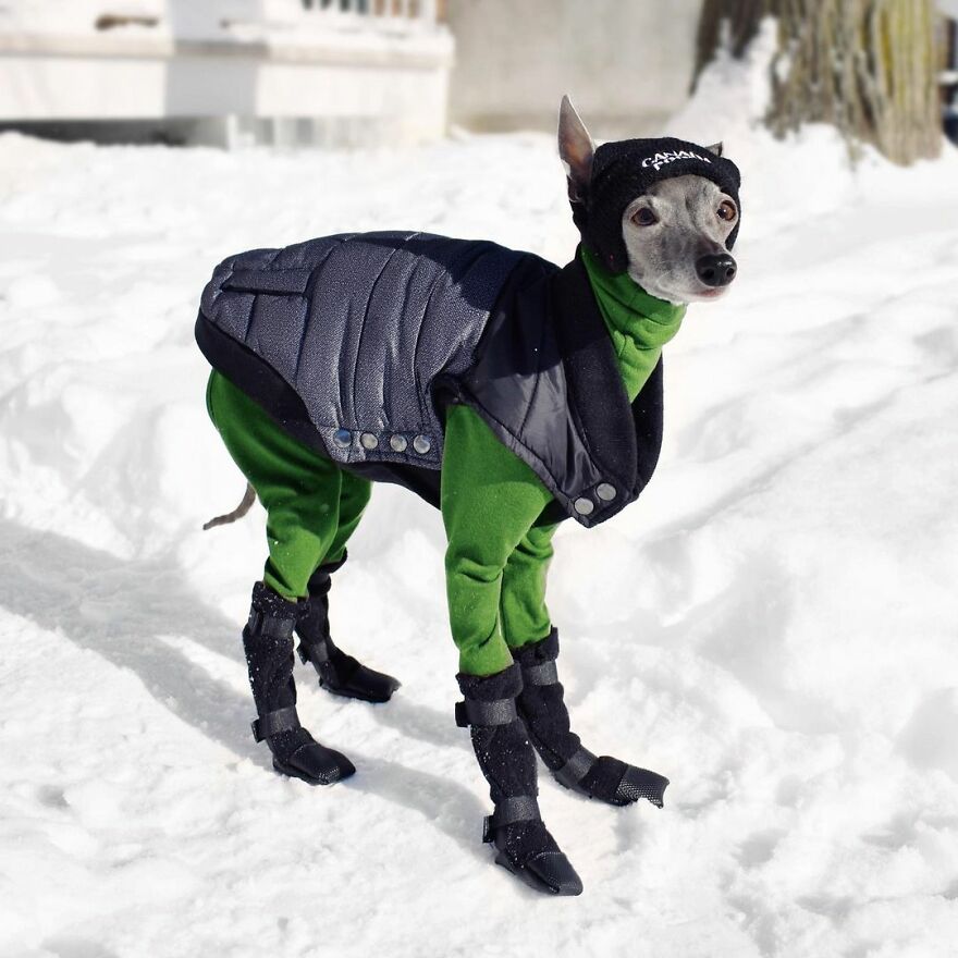 Meet Tika The Iggy, The Biggest Fashion Influencer Of The Moment