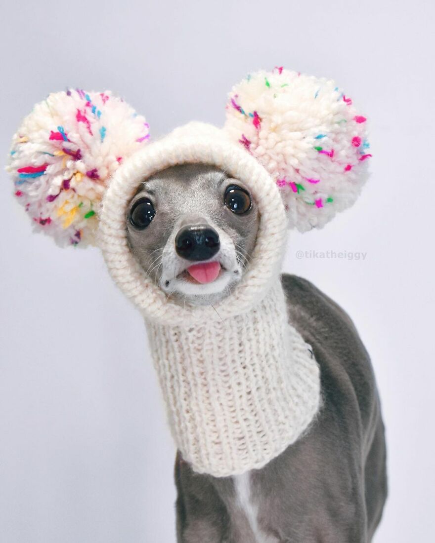 Meet Tika The Iggy, The Biggest Fashion Influencer Of The Moment