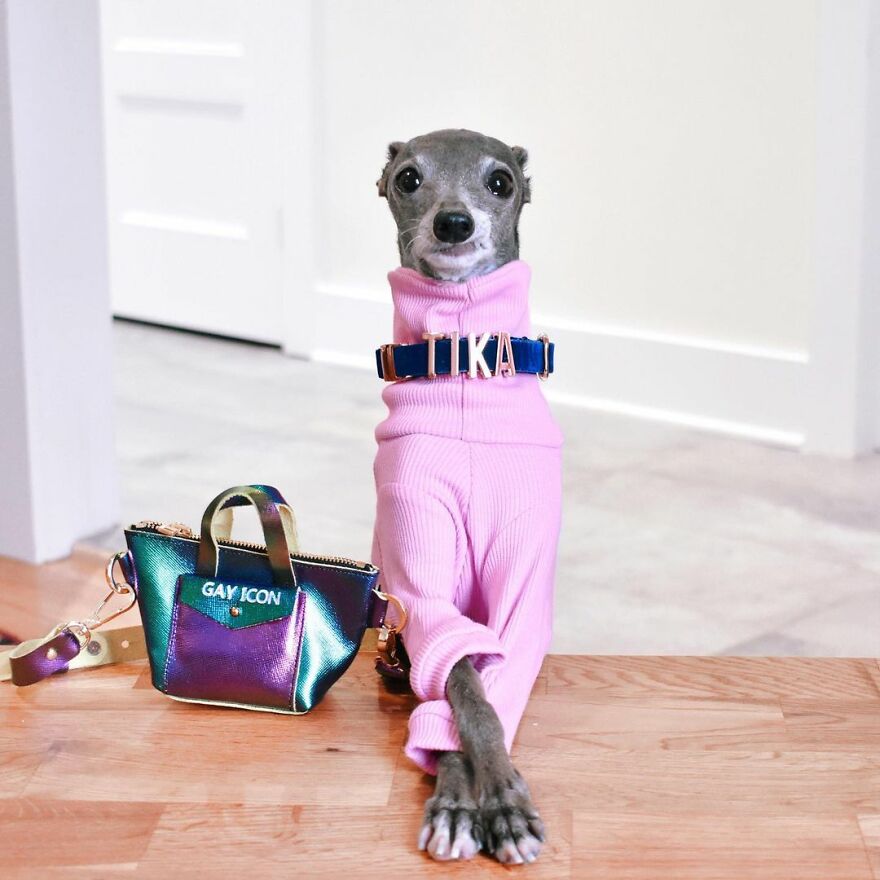 Meet Tika The Iggy, The Biggest Fashion Influencer Of The Moment