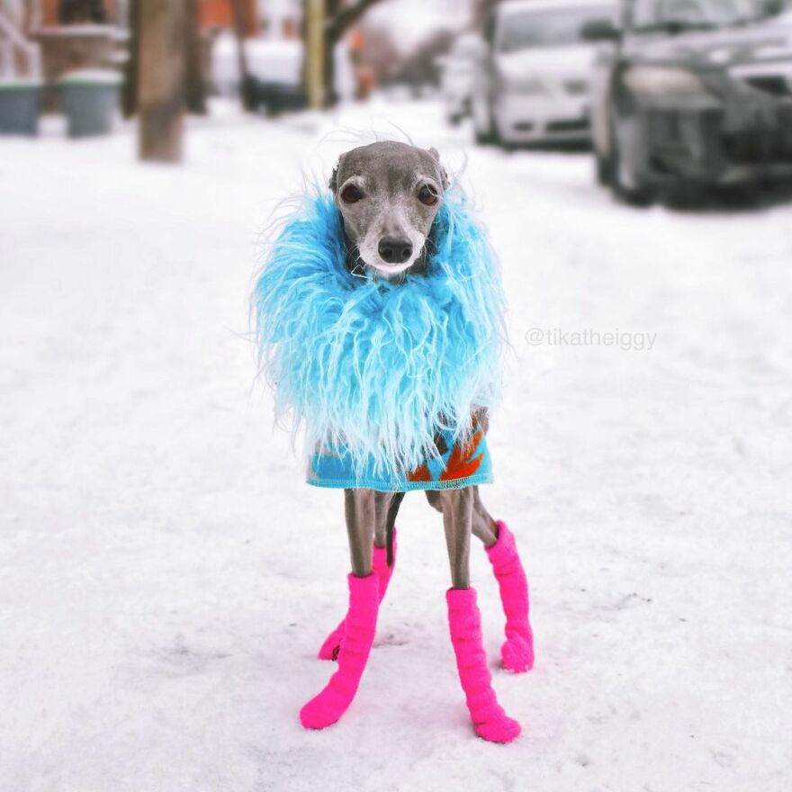 Meet Tika The Iggy, The Biggest Fashion Influencer Of The Moment