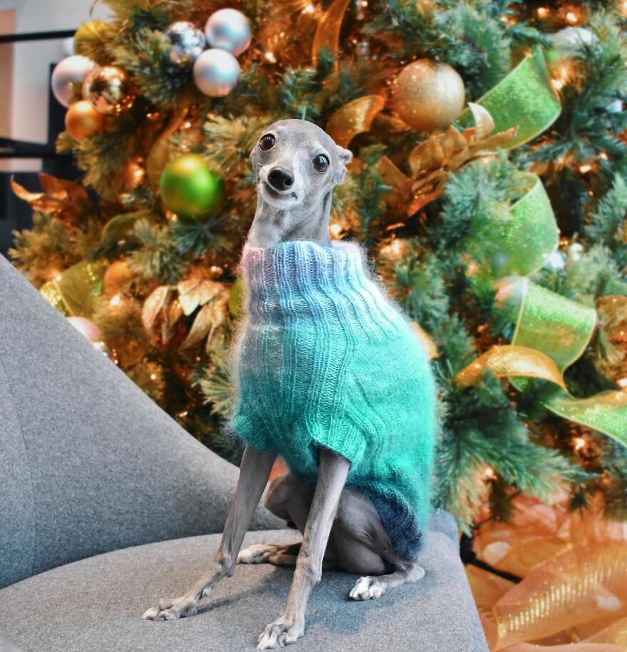 Meet Tika The Iggy, The Biggest Fashion Influencer Of The Moment