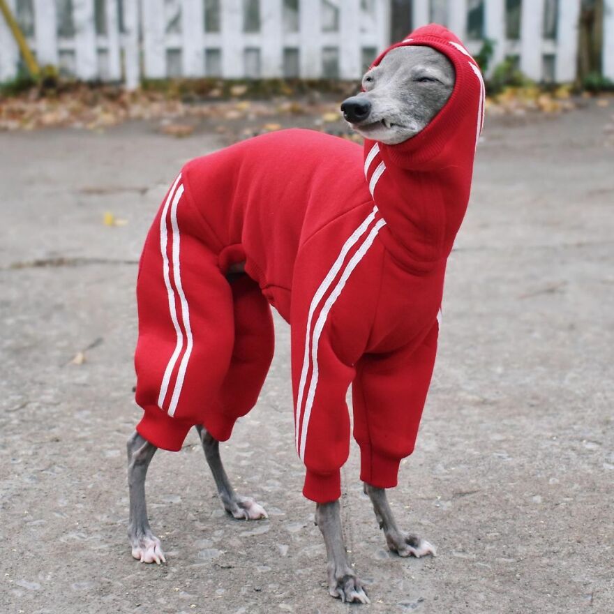 Meet Tika The Iggy, The Biggest Fashion Influencer Of The Moment