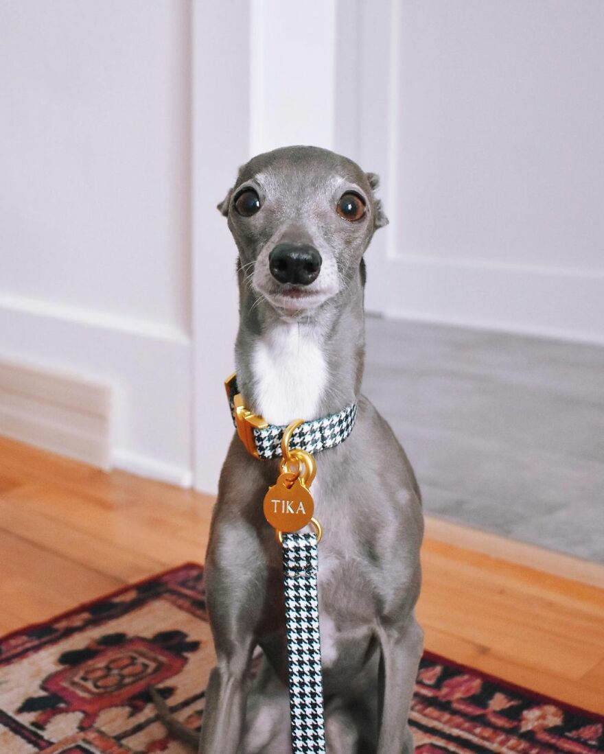 Meet Tika The Iggy, The Biggest Fashion Influencer Of The Moment