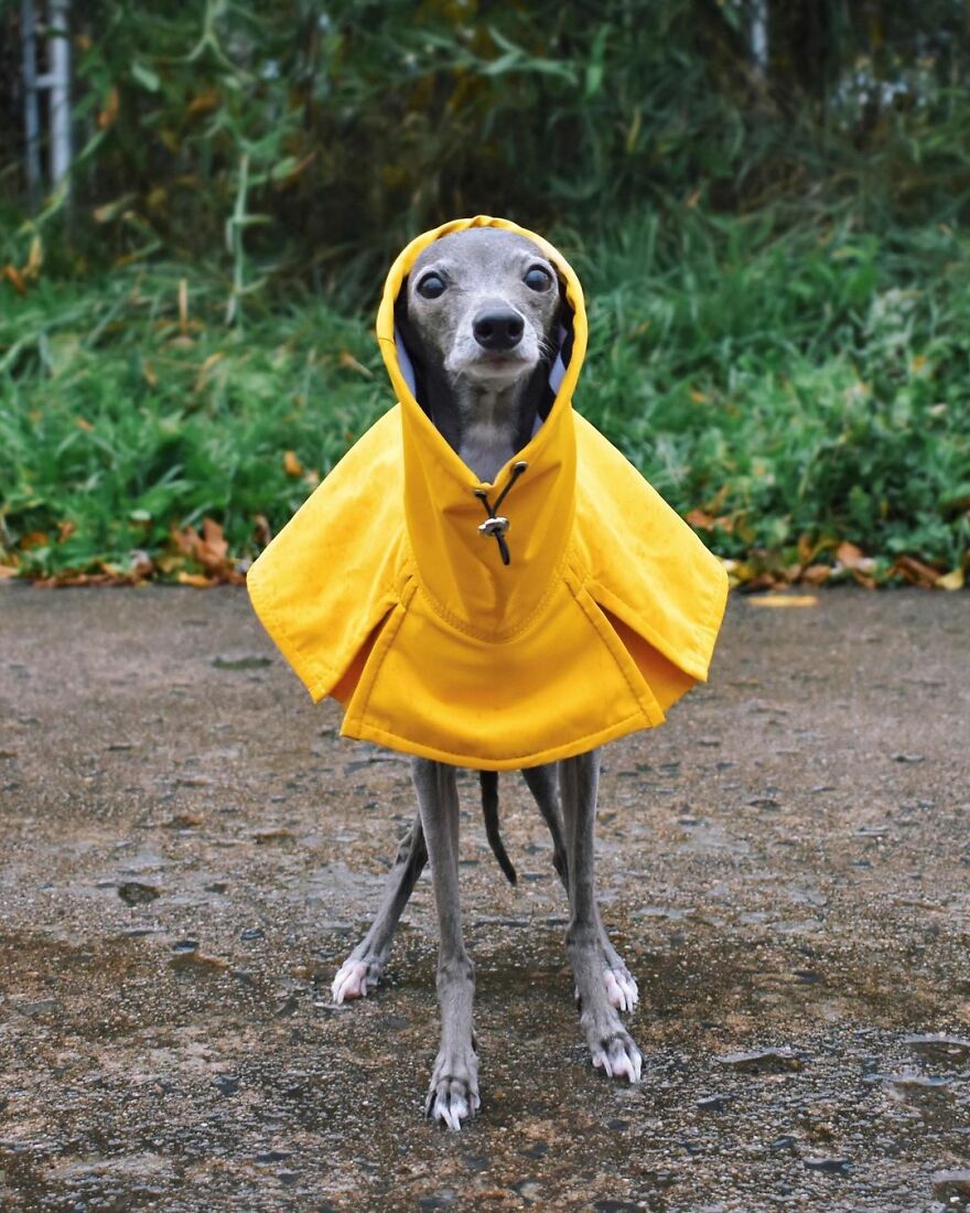 Meet Tika The Iggy, The Biggest Fashion Influencer Of The Moment