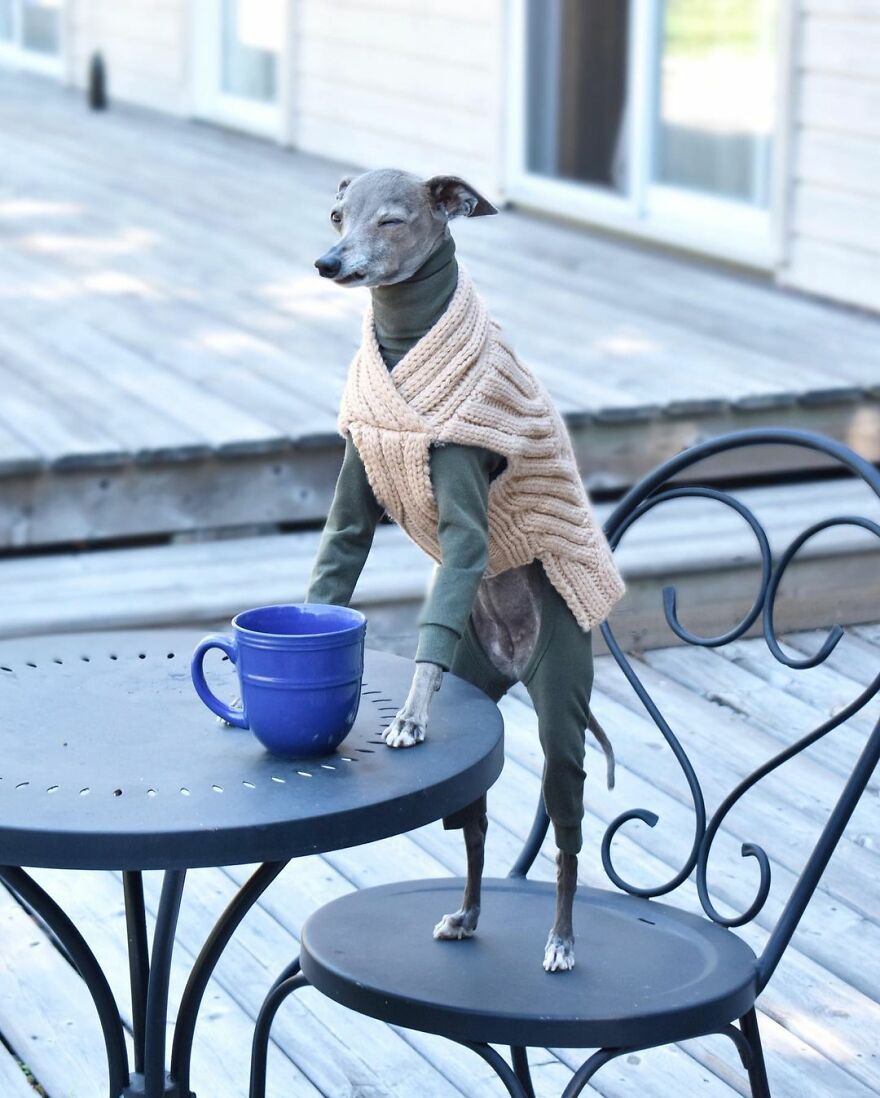 Meet Tika The Iggy, The Biggest Fashion Influencer Of The Moment