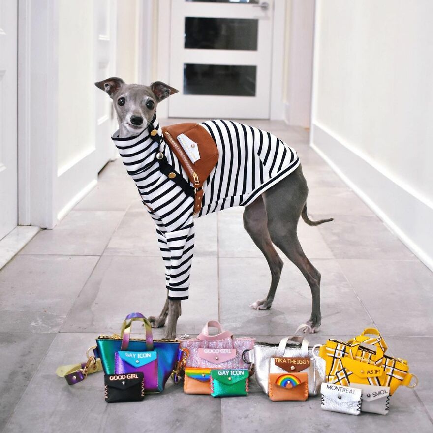 Meet Tika The Iggy, The Biggest Fashion Influencer Of The Moment