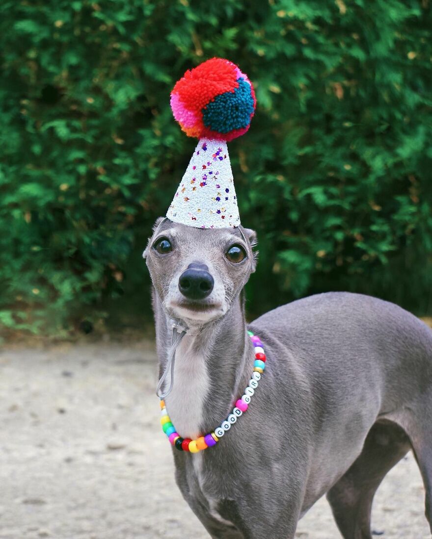 Meet Tika The Iggy, The Biggest Fashion Influencer Of The Moment