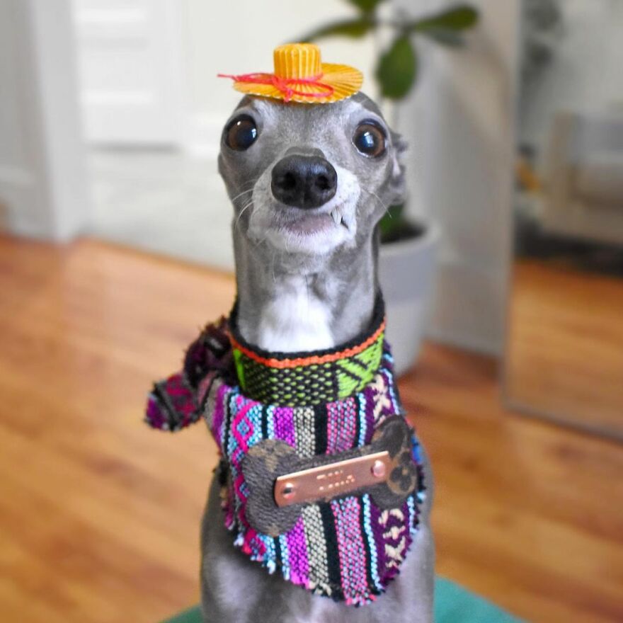 Meet Tika The Iggy, The Biggest Fashion Influencer Of The Moment