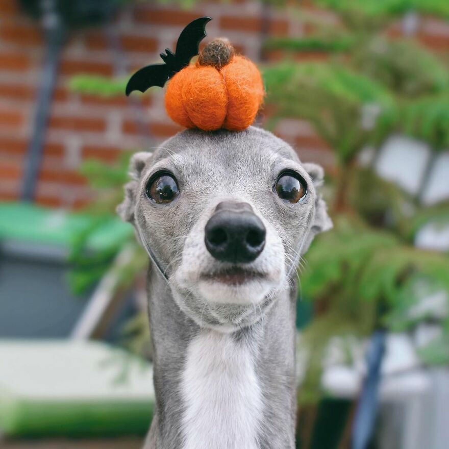 Meet Tika The Iggy, The Biggest Fashion Influencer Of The Moment