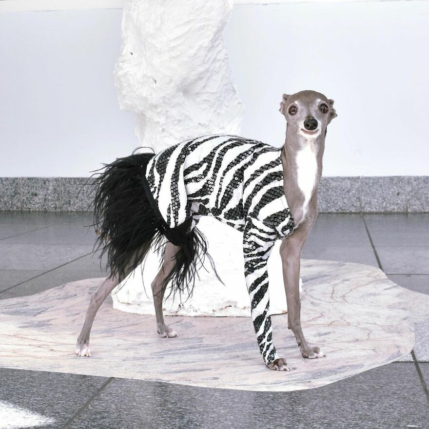 Meet Tika The Iggy, The Biggest Fashion Influencer Of The Moment