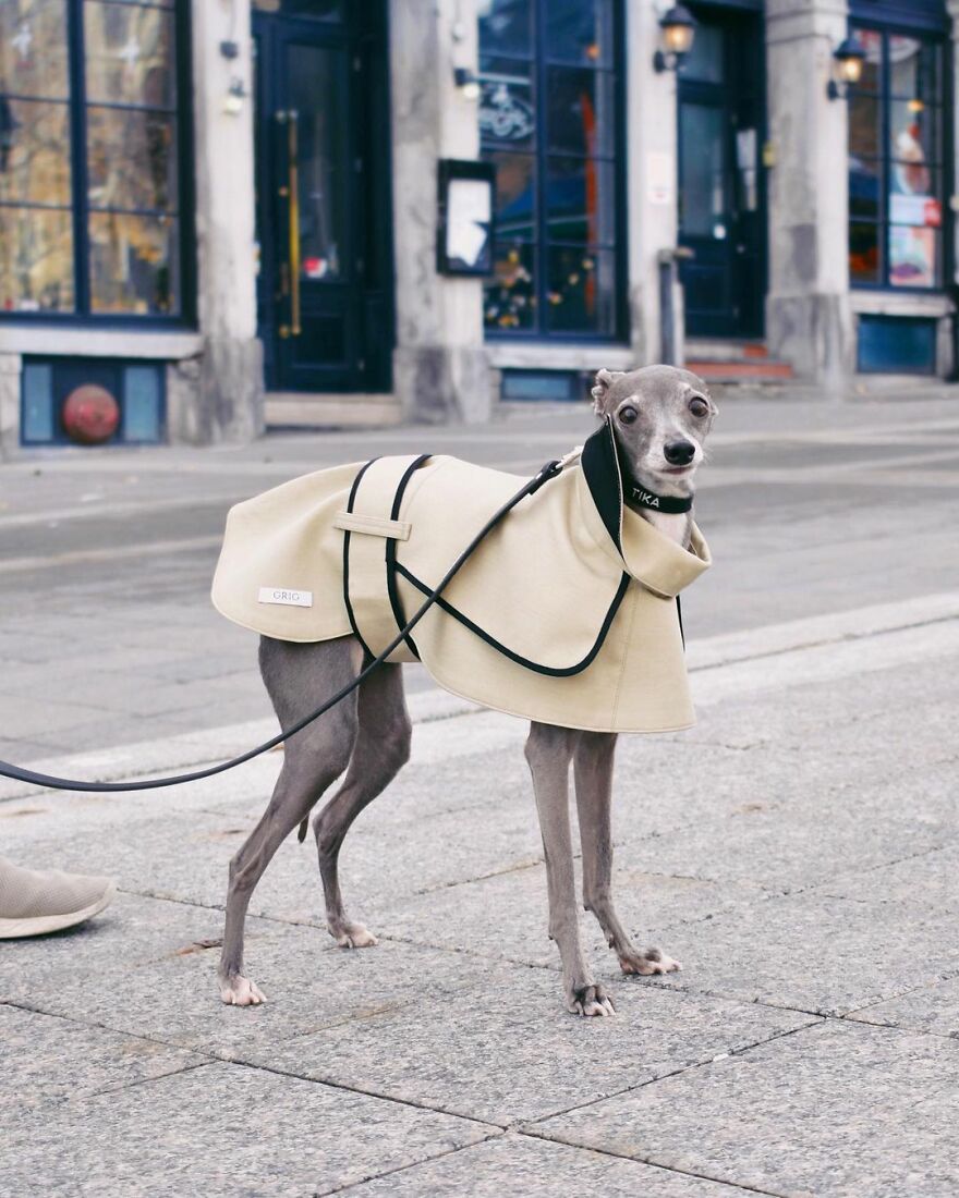 Meet Tika The Iggy, The Biggest Fashion Influencer Of The Moment