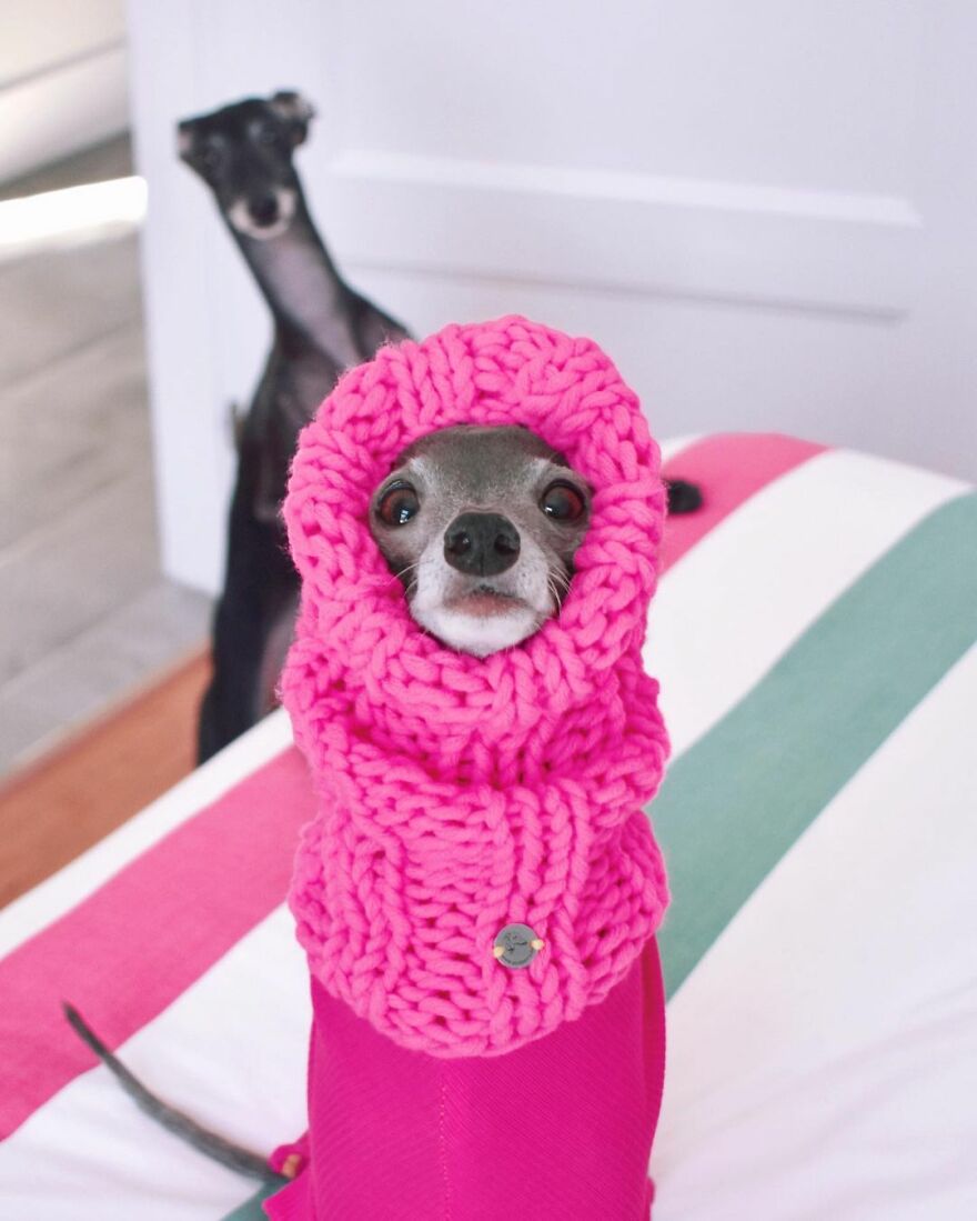 Meet Tika The Iggy, The Biggest Fashion Influencer Of The Moment