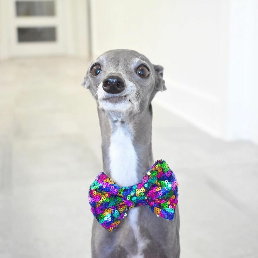 Meet Tika The Iggy, The Biggest Fashion Influencer Of The Moment