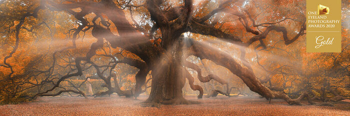 Landing Angels By Craig Bill. Gold In Special