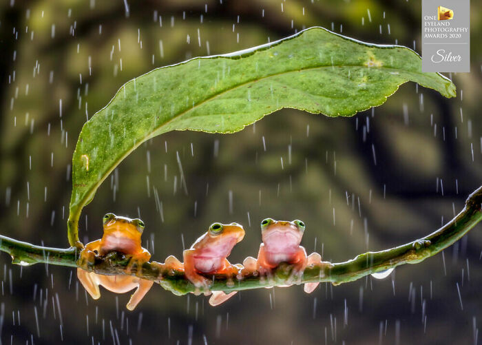 Three Small Frogs By Chin Leong Teo. Silver In Nature